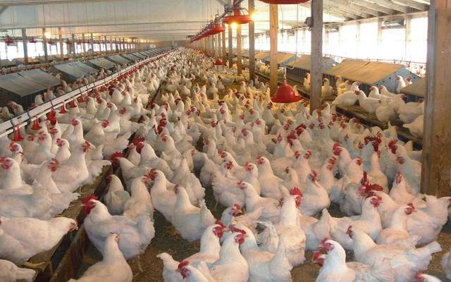 Cairo Poultry approves EGP 0.25/share dividends for 2018