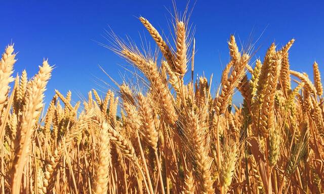 Egypt to establish wheat silos company, boost storage capacities
