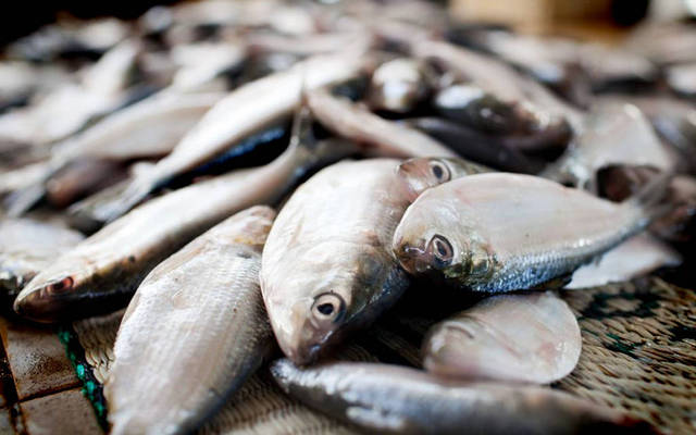 16% نمو كميات الأسماك بالصيد الحرفي في عُمان الربع الأول
