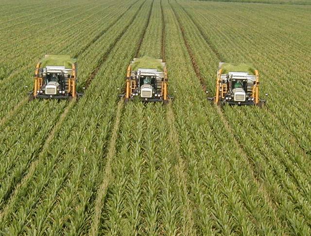 Tabuk Agricultural to replace 2 projects