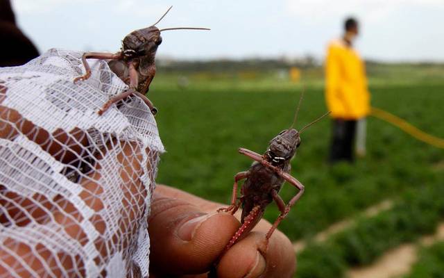 تحذير من الزراعة الكويتية للمواطنين بشأن الجراد