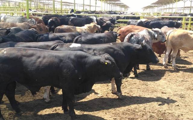 مزارع أبقار في السعودية- أرشيقية
