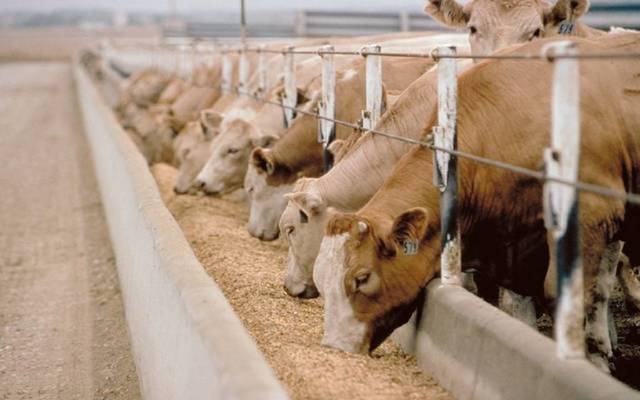مصر تنفذ مزرعة للثروة الحيوانية بالوادي الجديد