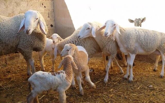 إناث الأغنام والماعز