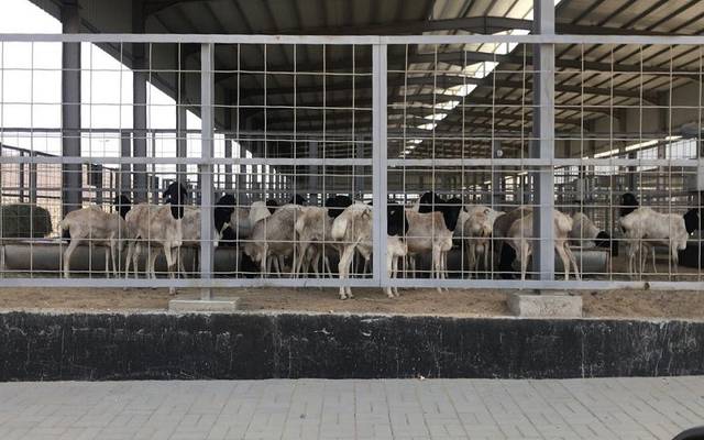 السعودية تستورد 14.8 ألف رأس ماشية لدعم السوق المحلي واستقرار الأسعار