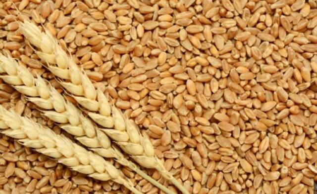 "النواب" يقر اتفاقية إطارية مع أبوظبي لتمويل توريد قمح لمصر بـ500 مليون دولار