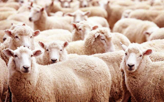 شركة عُمانية تستورد 10 آلاف رأس أغنام من جنوب أفريقيا