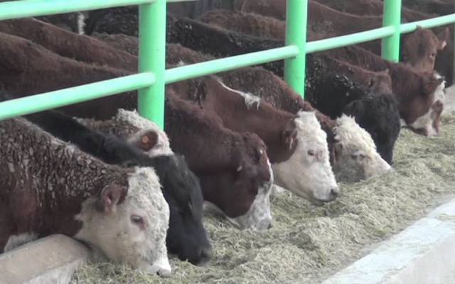 أرباح "مواشي" الفصلية تتراجع 41% بفعل زيادة تكاليف التشغيل