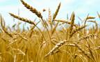 قمح في مصر