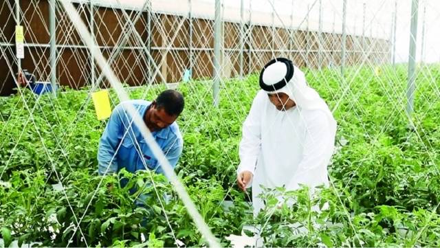 بنوك الإمارات تضخ 500 مليون درهم في المشاريع الزراعية