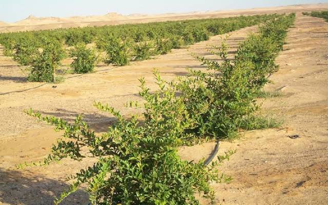 مصر..فتح باب سداد رسوم تقنين الأراضي الزراعية حتى نهاية ديسمبر