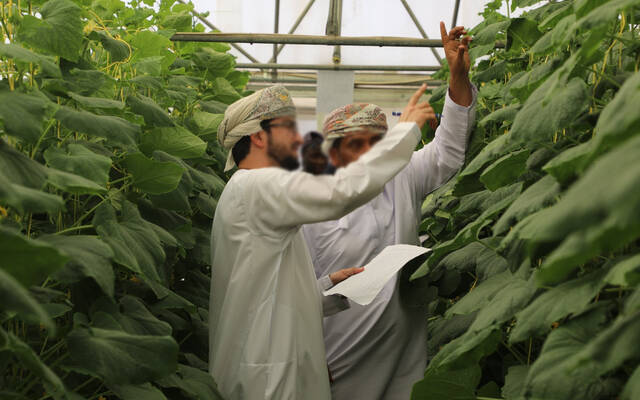 الاستثمارات الزراعية في سلطنة عُمان