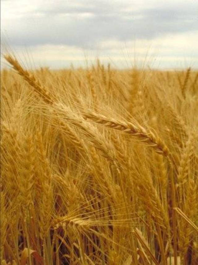 Egypt tops list of wheat importers from Russia in 2013/14