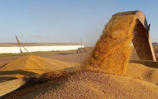 مخزون القمح والشعير بالأردن يغطي استهلاك عام