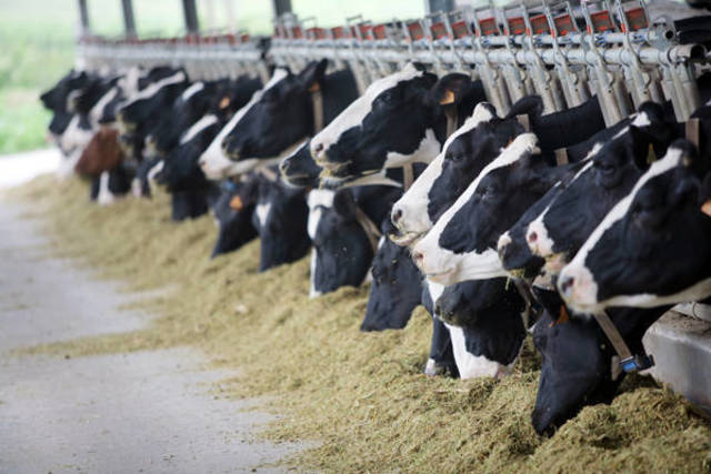 Investments in Egypt’s dairy sector hit EGP4.5 bln - GAFI
