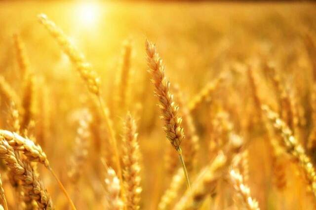 Egypt buys 1.8 tonnes of wheat from local farmers