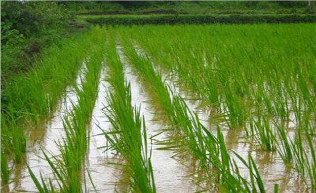 مصر.. التصريح بزراعة 724 ألف فدان أرز في شمال الدلتا بـ9 محافظات