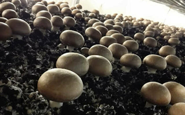 عمليات زراعة وإنتاج الفطر