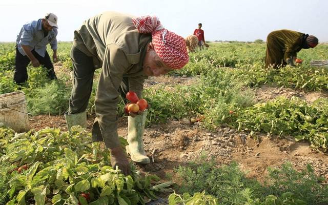 الزراعة الأردنية تحقق وفراً بقيمة 332 مليون دينار
