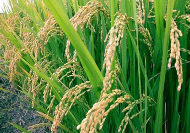مصر: تفاصيل طريقة جديدة لزراعة الأرز ترشد 20% من مياه الري
