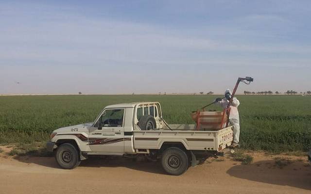 "البيئة" السعودية تُصدر بياناً بشأن الجراد الصحراوي