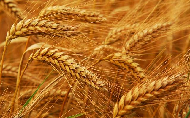 مصادر: روسيا ليس لديها خطط لوقف صادرات القمح.. ورفع الأسعار في الصورة