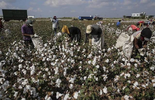 Egypt S Cotton Exports To Hit 1 3m Metric Kantar In 18 19 Season Mubasher Info