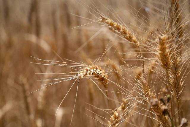 SALIC imports first Australian wheat shipment to Saudi Arabia