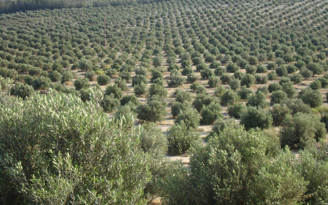 2.8 مليون جنيه خسائر "أطلس" بالنصف الأول