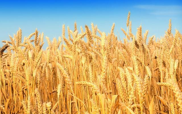 الحكومة المصرية تنفي اعتزامها شراء القمح من المزارعين بأسعار تتسبب في خسائرهم