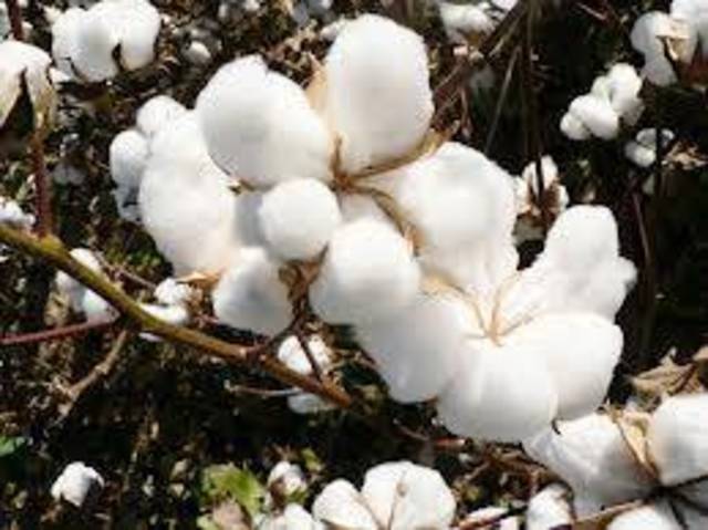 Egypt gov’t endorse additional EGP 300mln subsidy for cotton