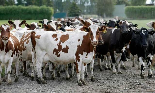 مزرعة مواشي