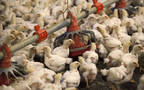 Last February, the board agreed on the sale of Saqqara Poultry Farm 2 for EGP 5 million