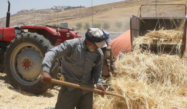 مزارعو القمح في الأردن