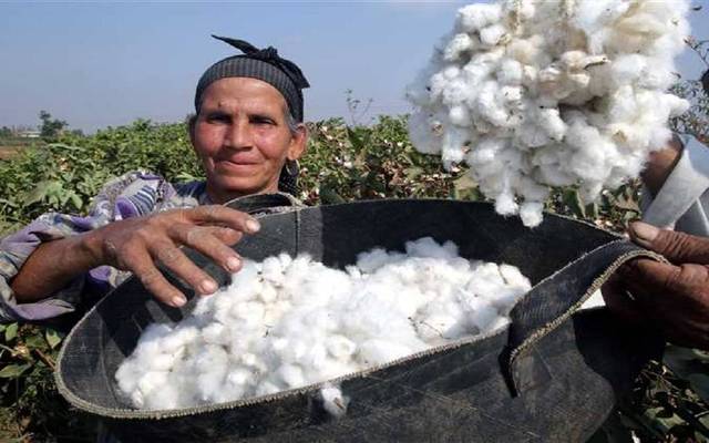 جمع القطن في مصر ـ أرشيفية