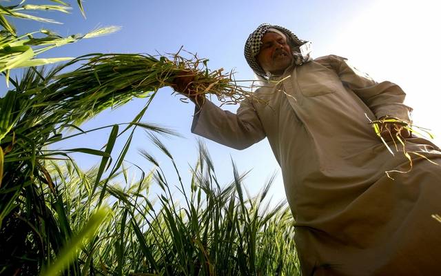 الزراعة العراقية: تحقيق إيرادات مالية من الحنطة والخضراوات والشعير خلال 2020