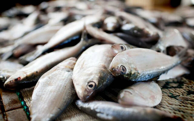 الأسماك بالأسواق العمانية