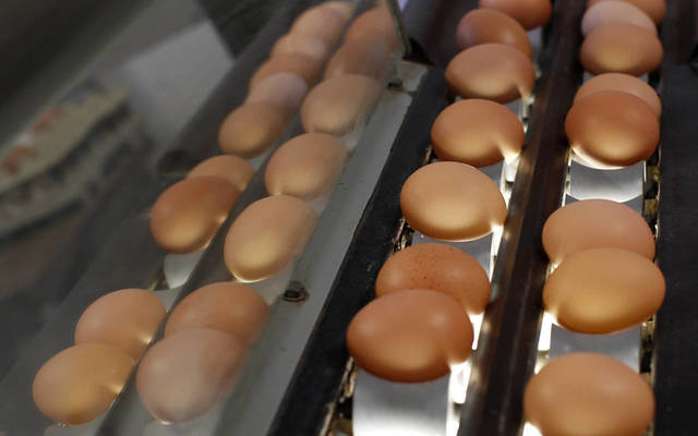 The green field table egg farm is planned to be established in the Wilayat of Ibri (Photo credit: Arabianeye - Reuters)
