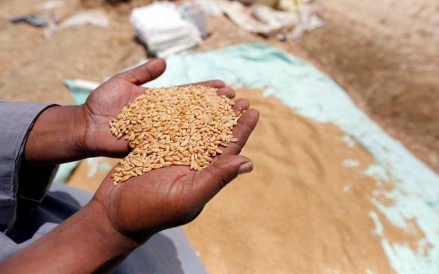 مصر تشتري 2.6 مليون طن قمح من المزارعين خلال شهر