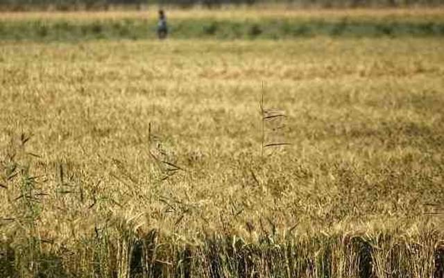 El Nasr Crops losses exceed 50% of capital