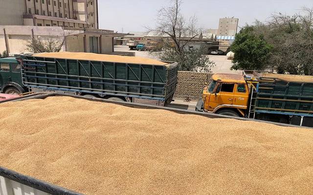 العراق يشتري 311 ألف طن من الحنطة المحلية خلال أسبوعين