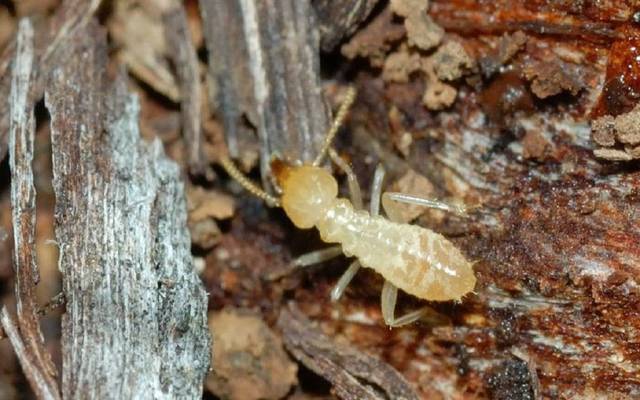 محافظ أسوان يوجه مسئولي الزراعة بضرورة مكافحة النمل الأبيض