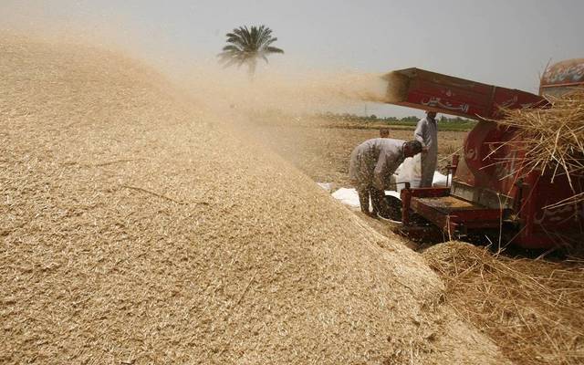 Egypt bans ergot-infected wheat imports