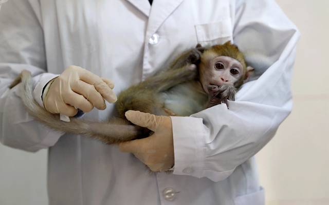 منظمة الصحة العالمية تحذر من انتشار جدري القرود وبطء التلقيح ضد كورونا