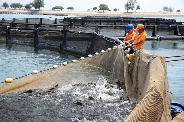 Saudi Fisheries reports 45% higher losses in 9M