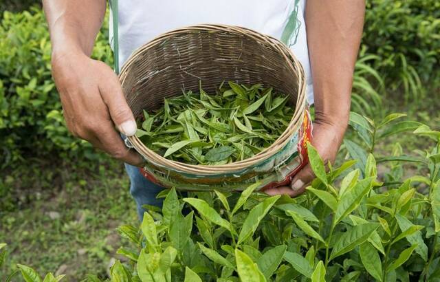 "الزراعة" المصرية: تجارب لزراعة محصول الشاي في الفيوم