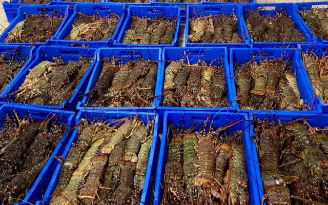 بسبب البقع البيضاء.. عُمان تحظر استيراد القشريات من عدة دول