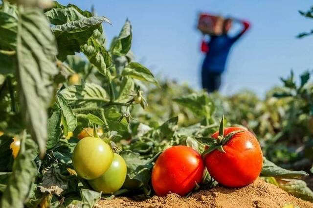 نقيب الفلاحين المصريين: أسعار الطماطم ستصبح أعلى من المانجو خلال أيام