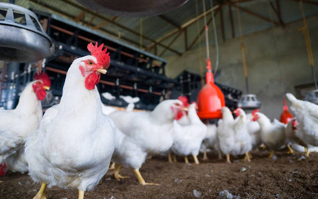 أسعار الدجاج بالأردن ترتفع 30%