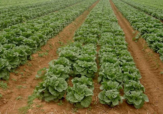 مصر تفتتح مشروعاً لإنتاج 184 ألف طن منتجات زراعية سنوياً